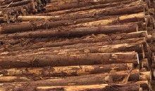 吉林木材厂爆料信息网最新,揭秘行业黑幕，探寻绿色环保之路